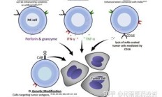 进军细胞免疫治疗领域 东北制药拟收购鼎成肽源70%股权