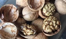 “核桃采购量全国第一”获权威认证 六个核桃领军推动产业共繁荣