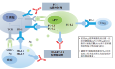 科伦博泰PD-L1单抗科泰莱获批上市 适应症为鼻咽癌