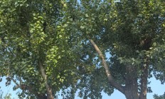 湖南计划到2026年人工智能产业规模突破千亿元 上市公司加快AI领域纵深布局