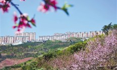 神农集团2024年净利润同比增长271%，养殖成本持续下降