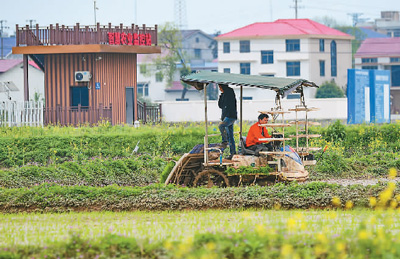 粮食种业：夯实粮食安全根基，把握农业政策红利