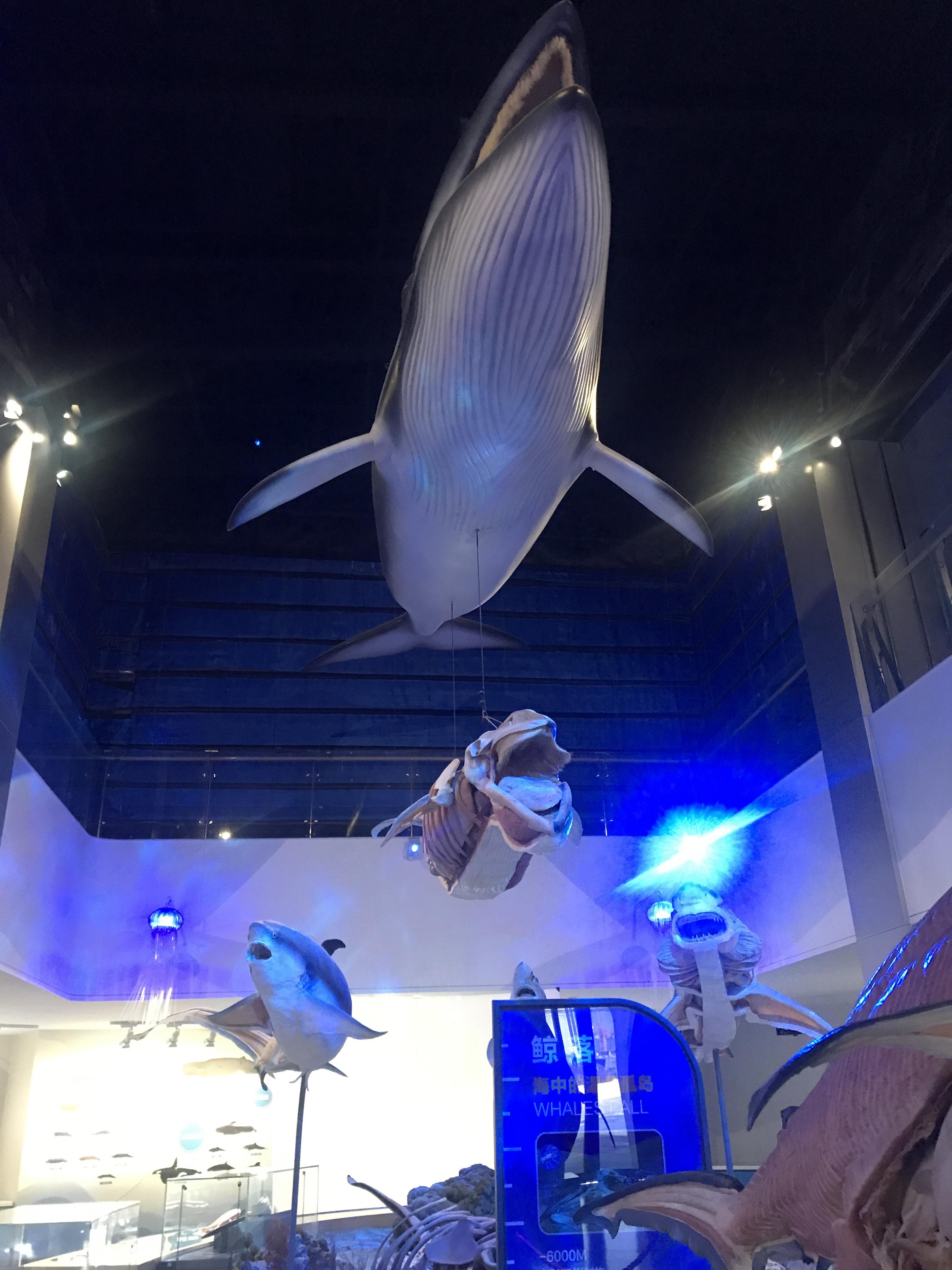 “海洋馆第一股”控制权易主